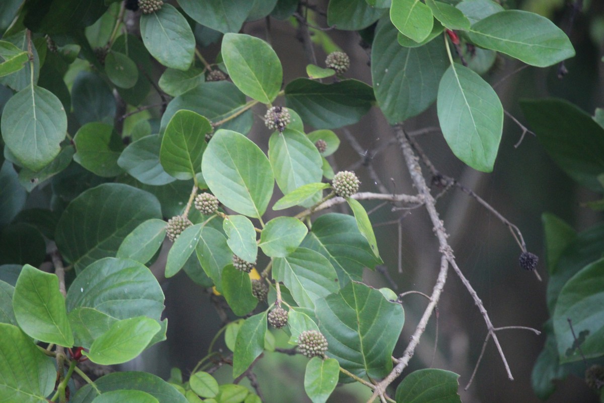 Mitragyna parvifolia (Roxb.) Korth.